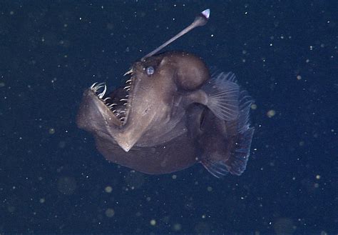 Deep-sea anglerfish • MBARI