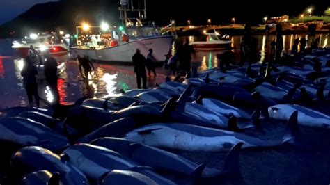 Hunters kill nearly 1,500 dolphins in Faroe Islands sparking outcry – Channel 4 News