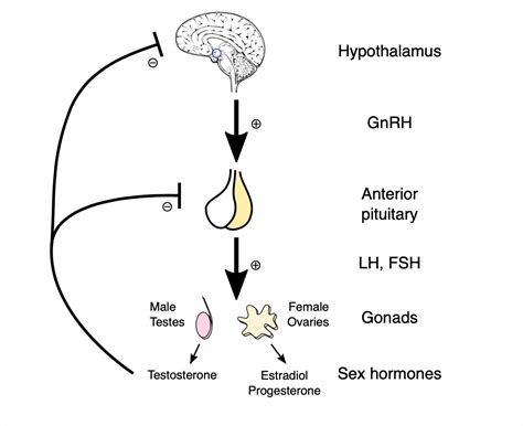 Puberty Hormonal Changes - Medical Exam Prep