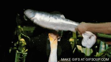 Fish Slap GIFs - Find & Share on GIPHY