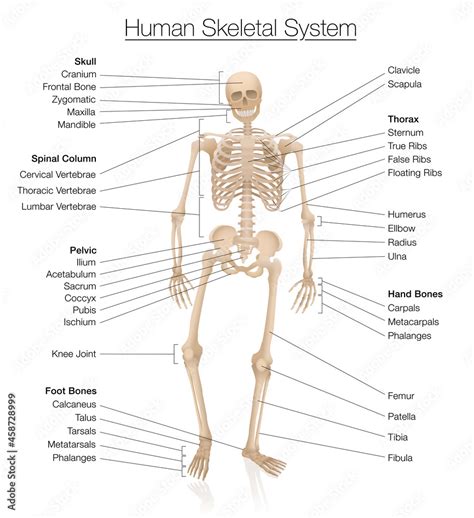 Skeletal system chart. Human skeleton labeled with most important bones ...