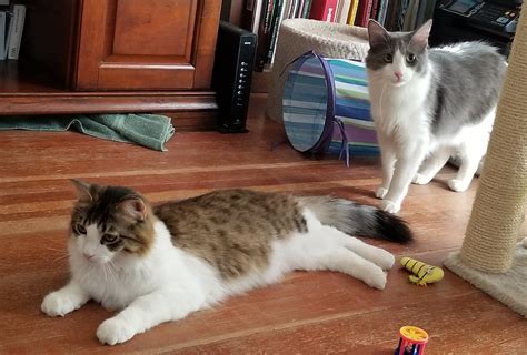 Maine Coon Mix??? | TheCatSite