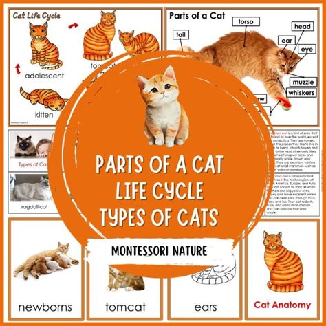 Parts of Cat Life Cycle Facts Pack - Montessori Nature Printables