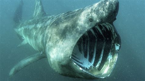 10 terrifying sharks that will make you fear the ocean forever