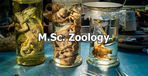 MSc Zoology Colleges in South India | Dolphin PG College