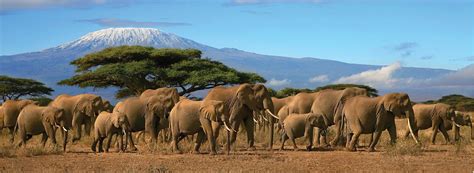 African Kenya Safari Tours | Collette Plains of Africa