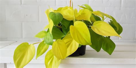 Philodendron Lemon Lime Plant: Care Guide - GFL Outdoors