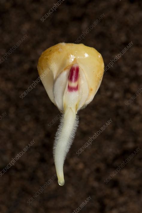 Germinating seed of corn - Stock Image - C040/3629 - Science Photo Library