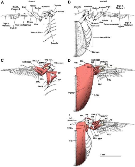 Skeletal and superficial muscular (selected muscles only) anatomy of... | Download Scientific ...