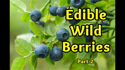 Edible Wild Berries Part 2 - YouTube