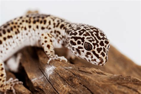 Leopard Gecko Feeding Schedule (With Table Guide)