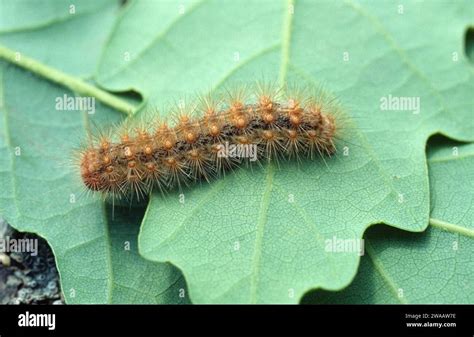 Muslin moth (Diaphora mendica) is a moth native to Europe. Caterpillar Stock Photo - Alamy