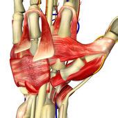 Anatomy of muscular system - hand, palm muscle - tendons, ligaments ...