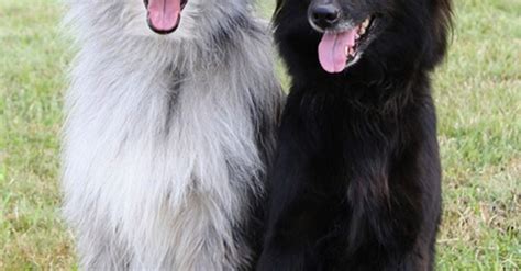 Pyrenean Shepherd