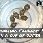 Germinating Cannabis Seeds in a Cup of Water