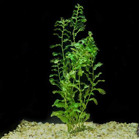 Potamogeton crispus — Florida Aquatic Nurseries