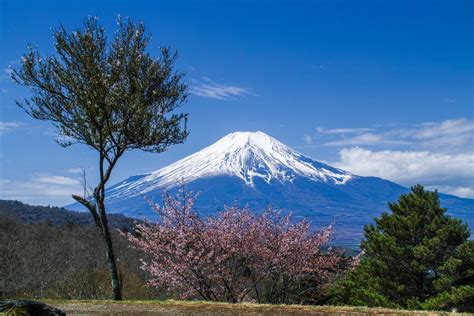 Download Summit Japan Volcano Cherry Blossom Cherry Tree Spring Sakura Nature Mount Fuji 4k ...