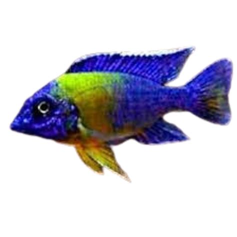 Aulonocara maulana – Fat Glenn's Fish
