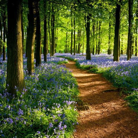 Beautiful path through the woods! | Walking in Country Fresh Air~What…