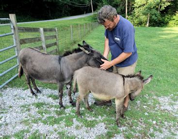 Miniature Donkeys History Characteristics & Care - Brown Barn Farm