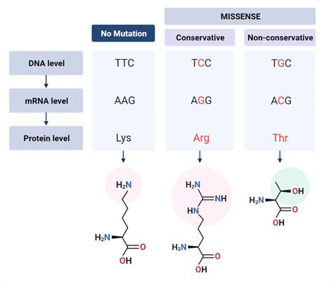 Missense Mutation- Definition, Causes, Mechanism, Types, Examples