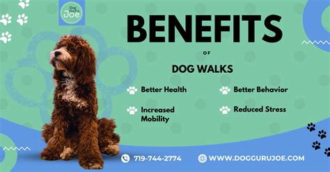 Benefits of Dog Walking - Discover the Benefits | Dog Guru Joe