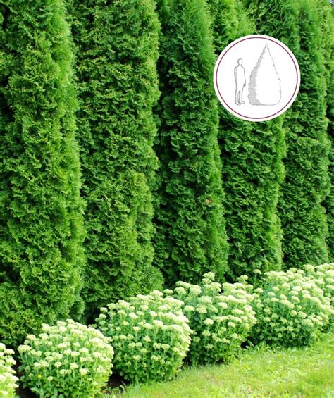 Emerald Green Arborvitae – Bulk Arborvitae | Bower & Branch