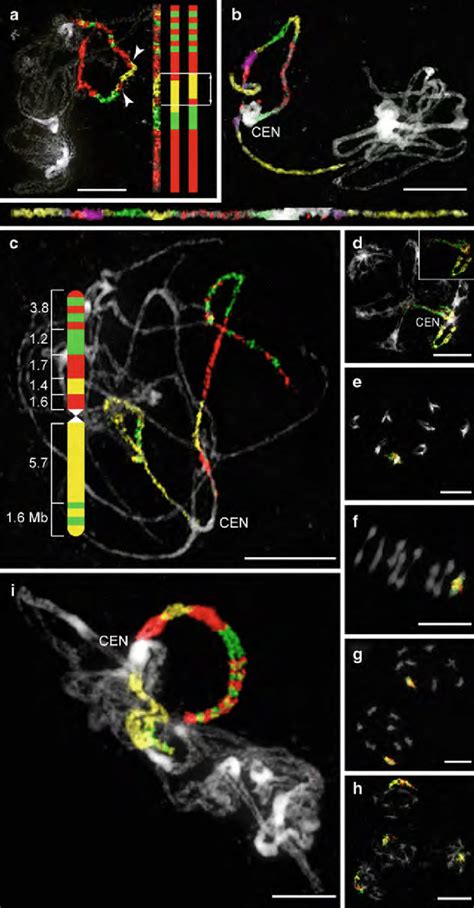 Application of comparative multicolor chromosome painting for meiotic ...