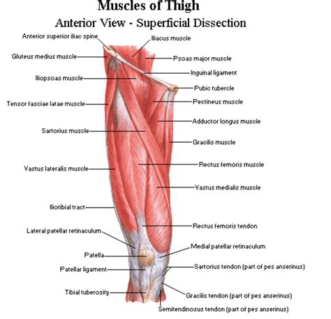 Anterior aspect of the thigh - Netter | Thigh muscles, Thigh muscle anatomy, Muscle anatomy