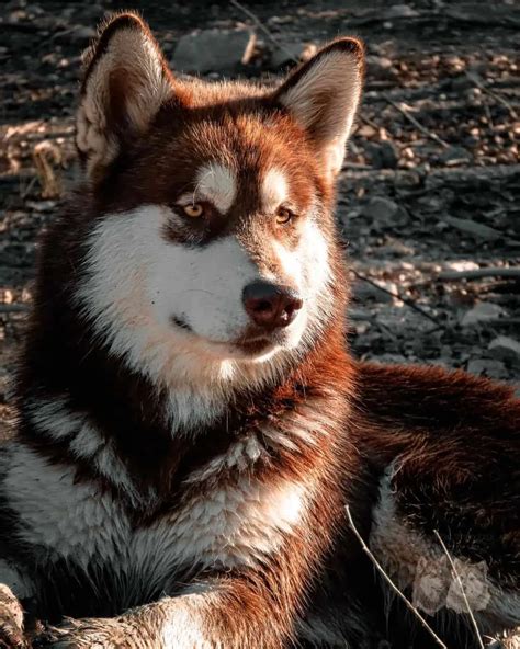 9 Alaskan Malamute Colors That Will Take Your Breath Away