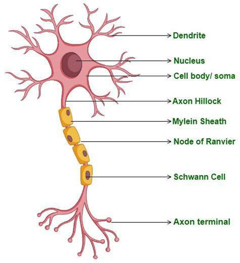 Difference Between Neurons And Neuroglia - GeeksforGeeks