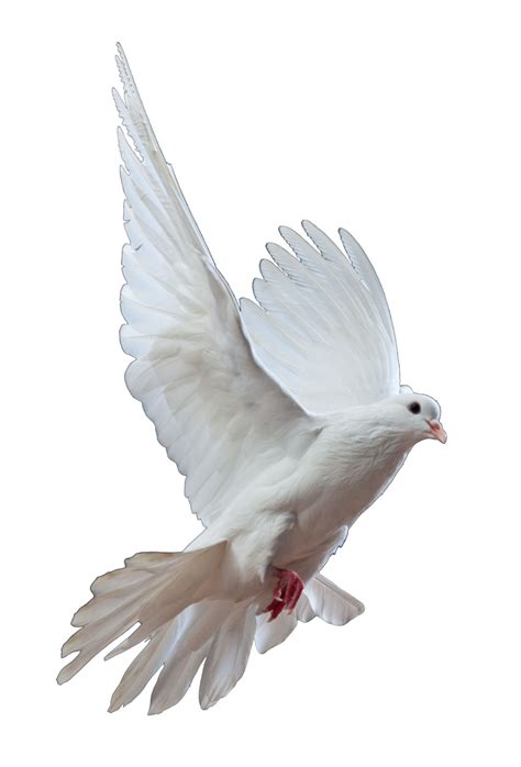 Dove PNG Transparent Images