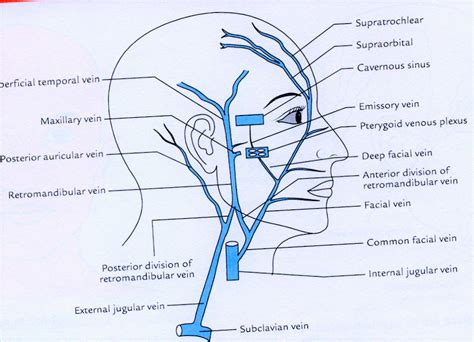 Face - Muscles, Facial artery and Vein, Nerve supply - Anatomy QA