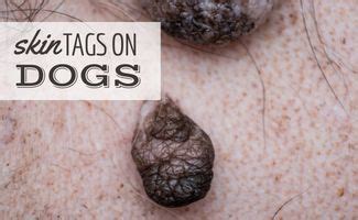 Skin Tags On Dogs: Appearance, Causes & When To Seek Treatment