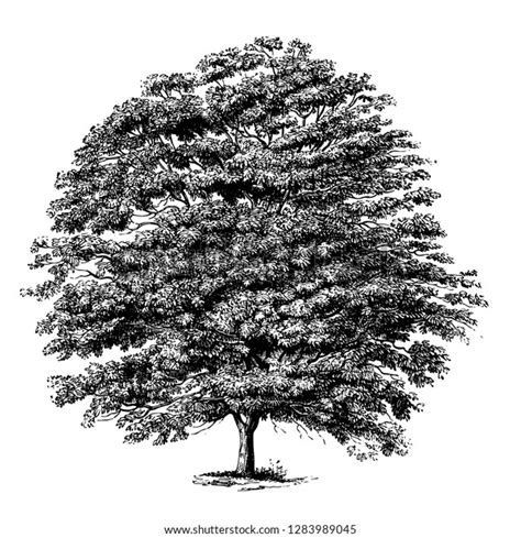 307 Buckeye Tree Stock Vectors, Images & Vector Art | Shutterstock