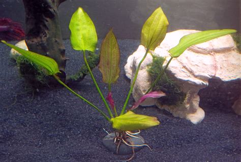 General | Need help identifying this aquatic plant