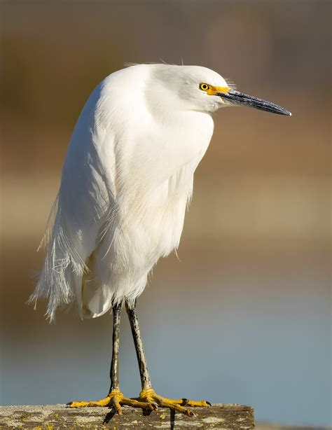 Snowy egret - Wikipedia