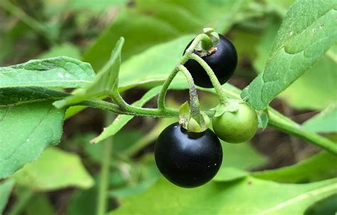 black-nightshade-Colorado - Wild Food Girl