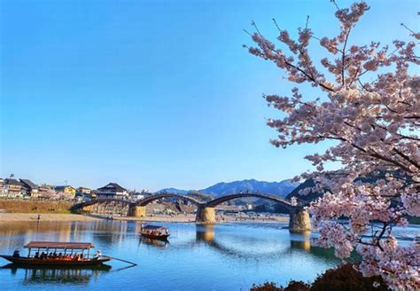 Cherry Blossoms on Scenic Cruise in Japan