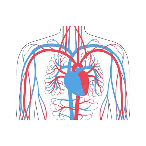 circulatory systems - Clip Art Library