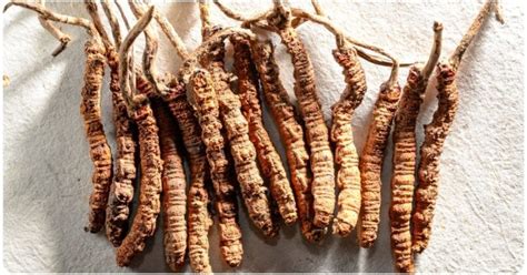 5 Cordyceps Benefits: Dosage & Safety | The Botanical Institute