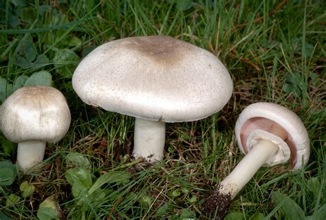 California Fungi: Agaricus californicus