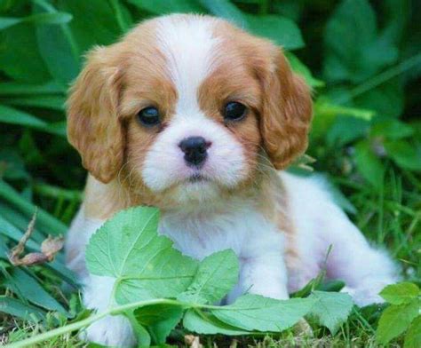 Pin by Pauly Merkx on Dieren | King charles cavalier spaniel puppy, Cute baby animals, Baby dogs