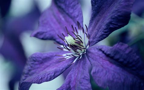 fleur bleue macro-Photographie Fond d'écran Aperçu | 10wallpaper.com