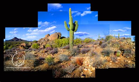 Scottsdale AZ Desert Photos & Saguaro Montage Photography