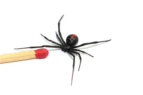 Redback Spider Bite | First Aid Courses Australia