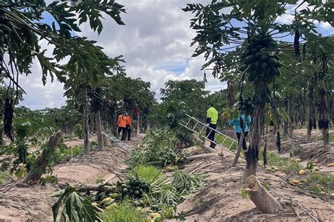 ‘Significant’ damage to crops from Cyclone Jasper | Country News