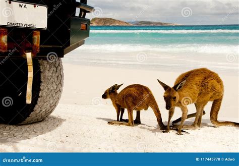 Kangaroos on Lucky Bay editorial stock photo. Image of tourist - 117445778