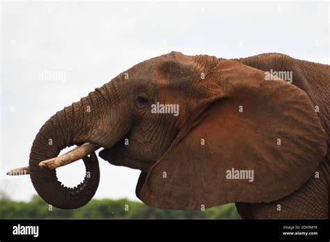 An Elephant Drinking Water Stock Photo - Alamy