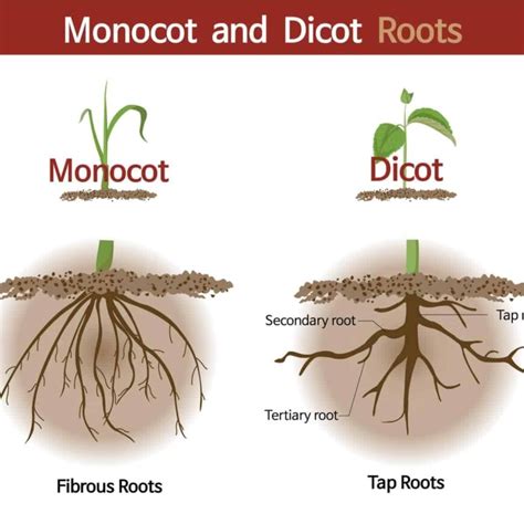 9 Types of Roots Found on Trees, Plants and Flowers